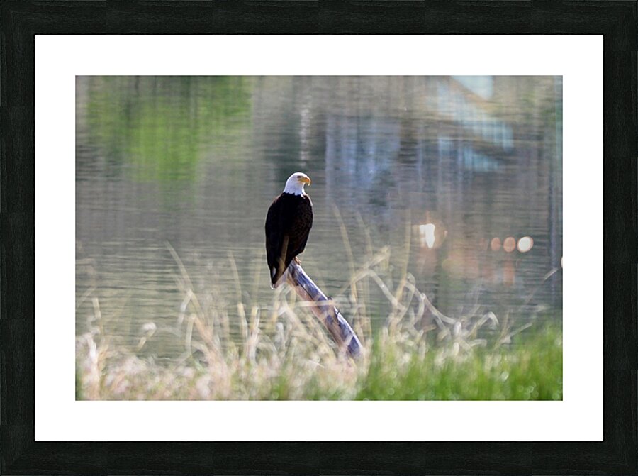 Bald Eagle on the Columbia Picture Frame print