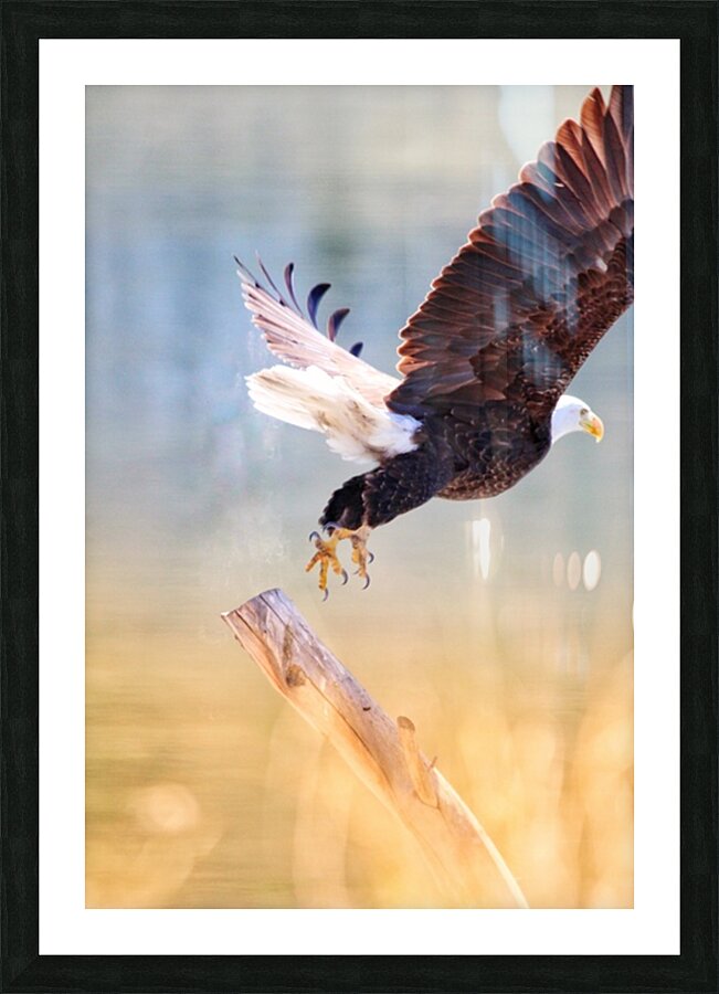 Take Flight Picture Frame print