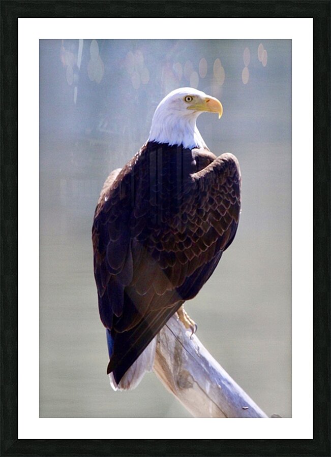 Majestic Picture Frame print