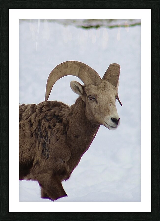 Big Horn Sheep Picture Frame print