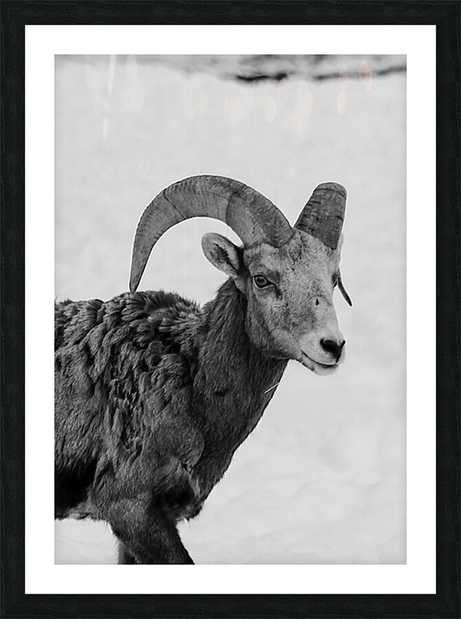Big Horn Sheep B & W Picture Frame print