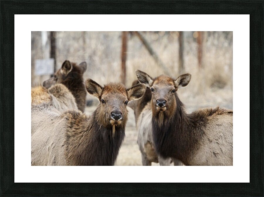 Lady Elks Picture Frame print