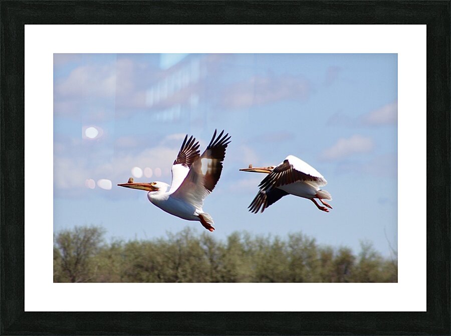 Pelicans Picture Frame print