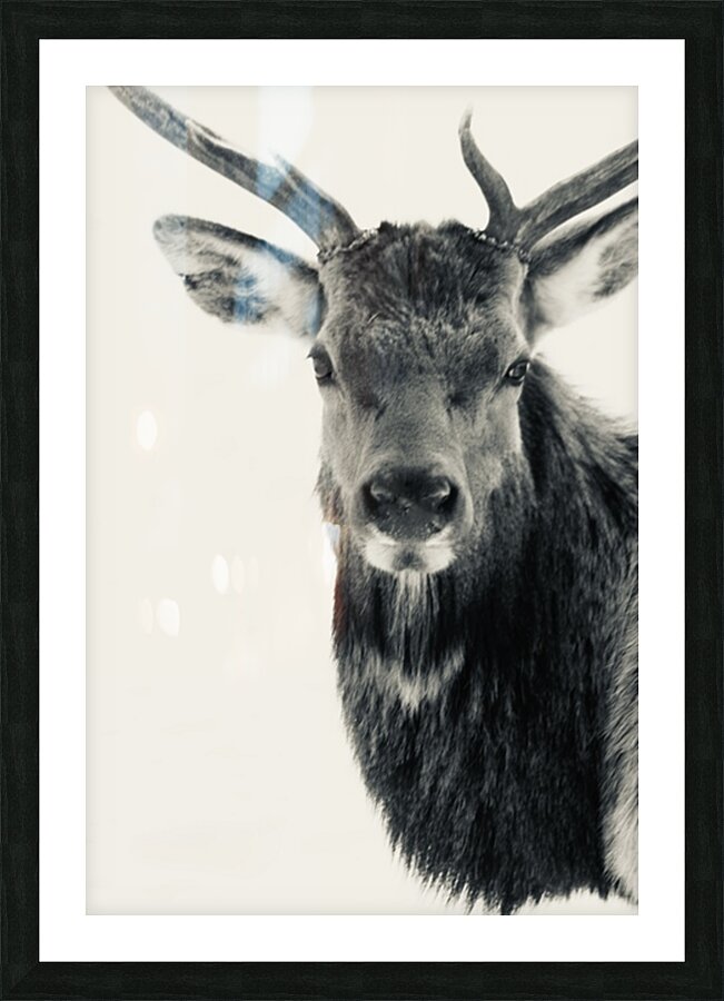 Elk in Black and White  Picture Frame print