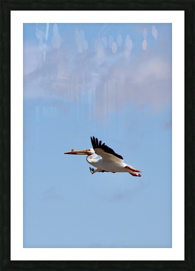 Pelican flight Picture Frame print