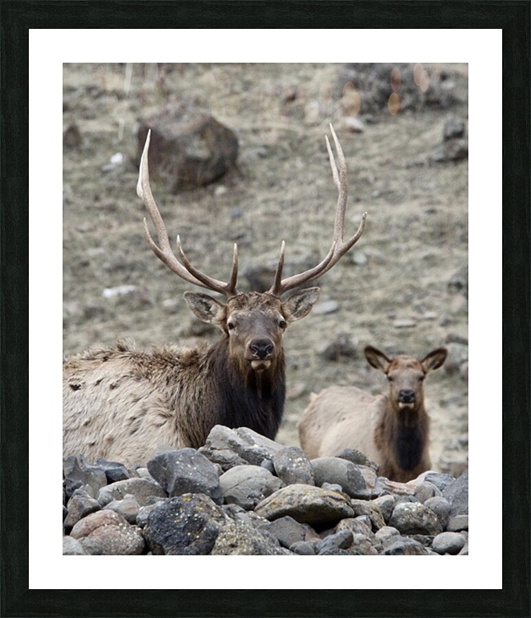 IMG 3516 Picture Frame print