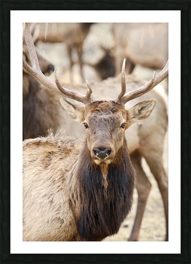 Elk Season Picture Frame print