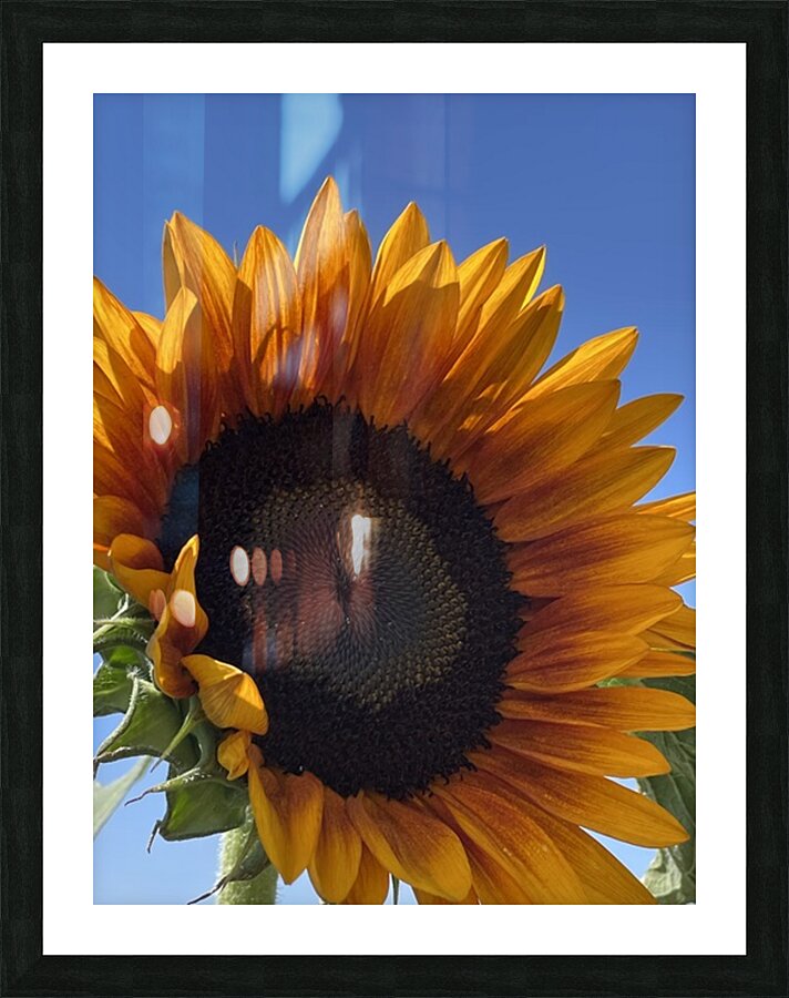 Big Sunflower Picture Frame print