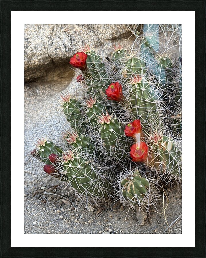 Cactus Bloom -Red Picture Frame print