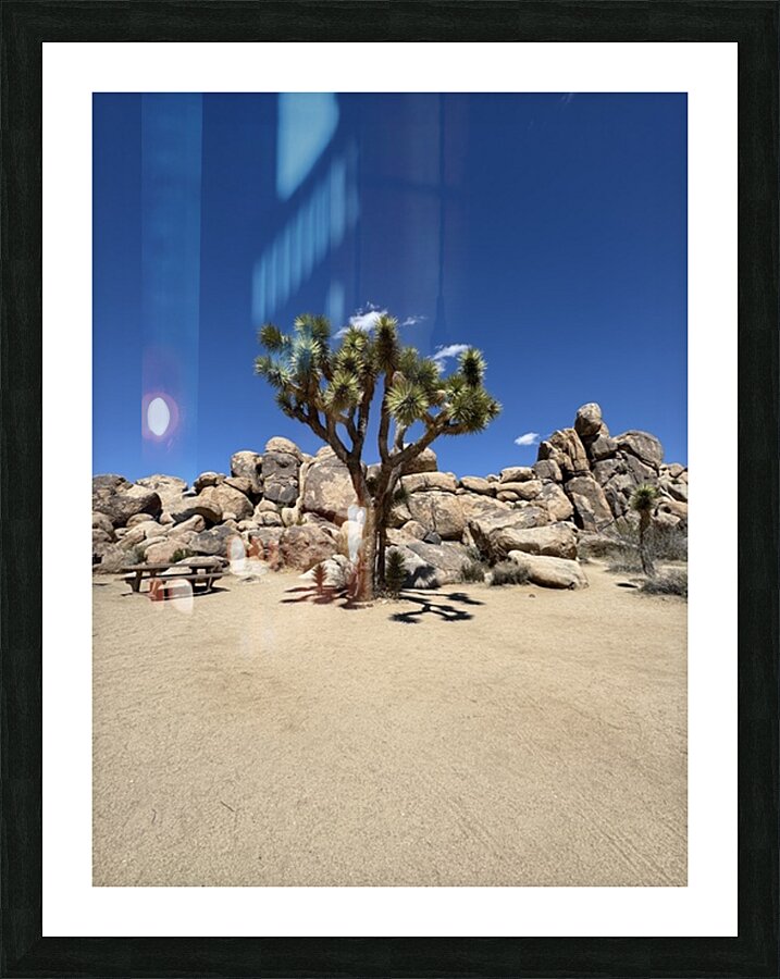 Joshua Tree -3 Picture Frame print