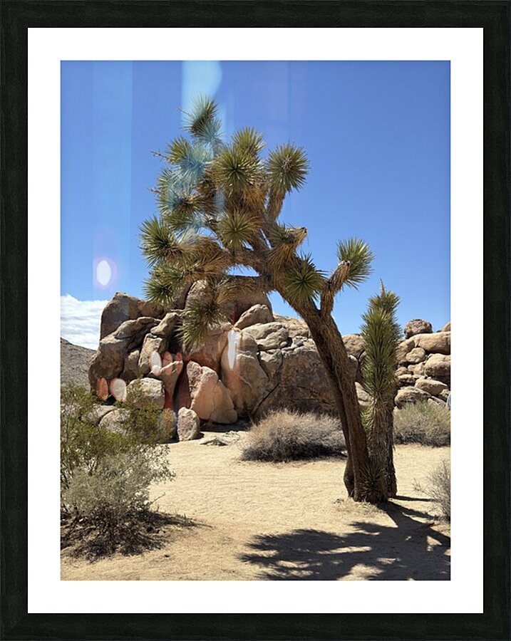 Joshua Tree -1 Picture Frame print