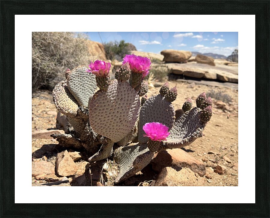 Cactus Bloom Picture Frame print