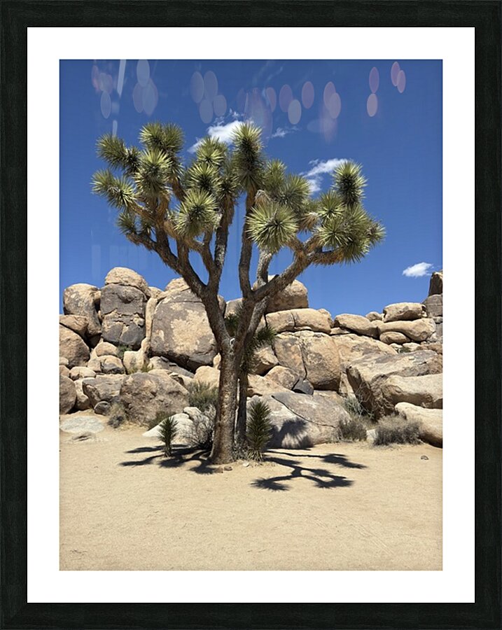Joshua Tree -2 Picture Frame print