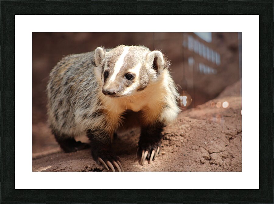 Badger -3 Picture Frame print