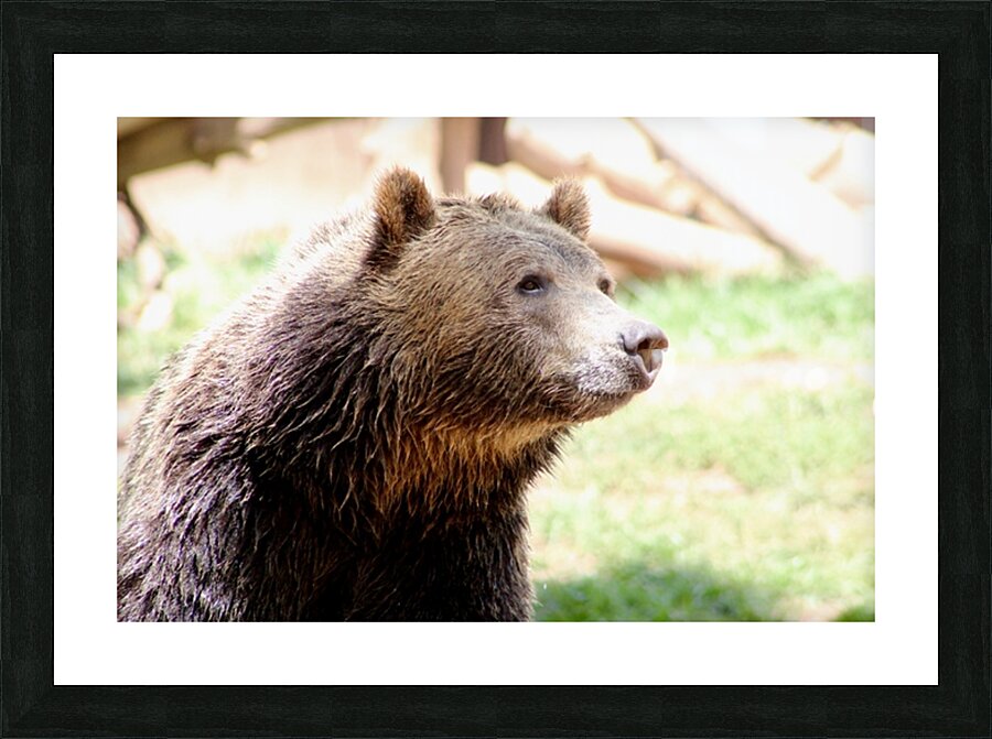 Brown Bear -2 Picture Frame print