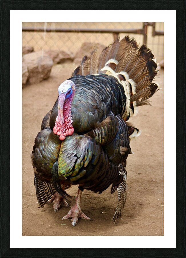 Wild Turkey Picture Frame print