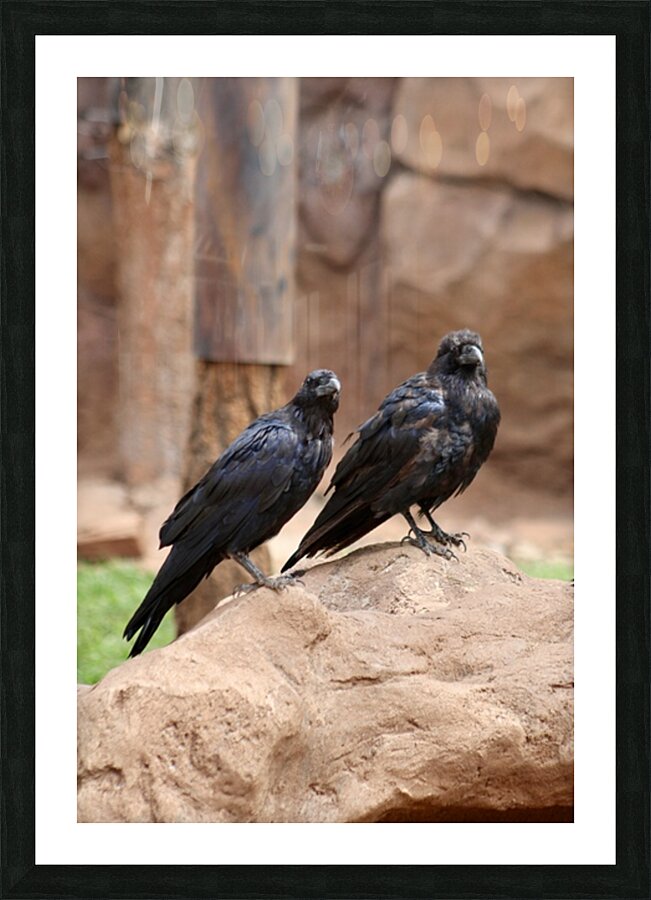 Ravens Picture Frame print