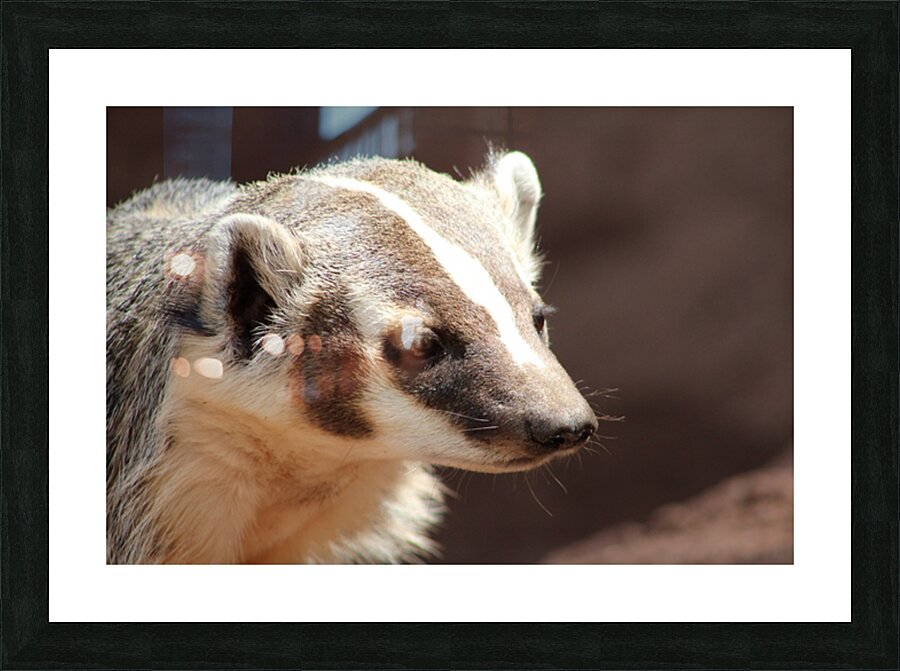 Badger -2 Picture Frame print