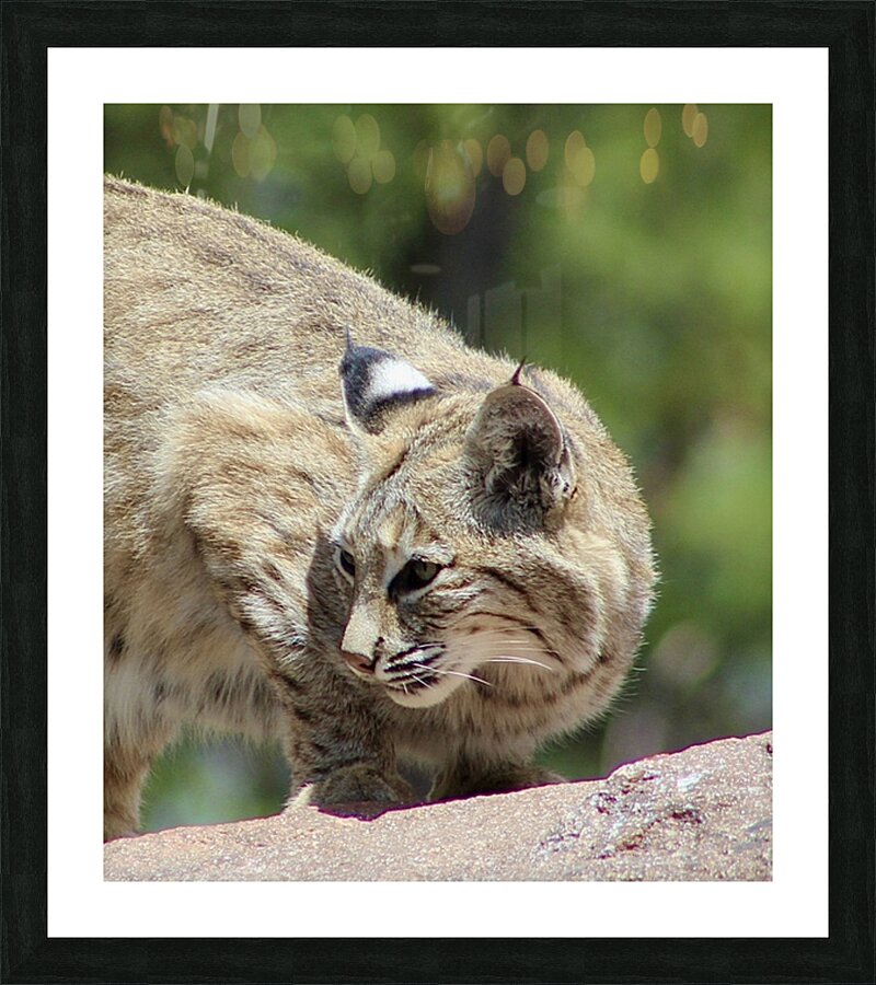 Bobcat -1 Picture Frame print