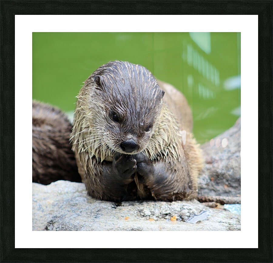 River Otter Picture Frame print