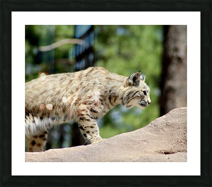 Bobcat -2 Picture Frame print