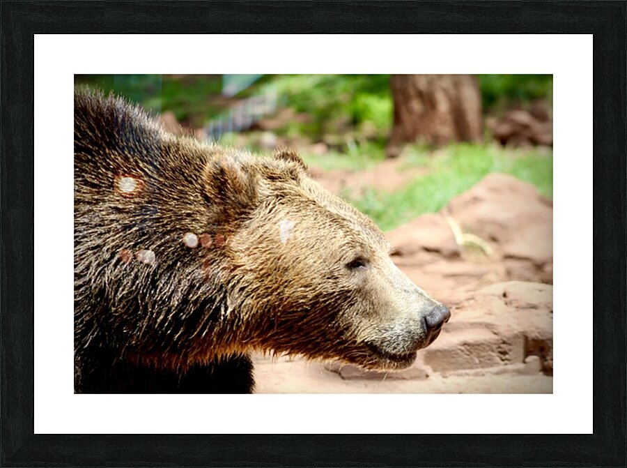 Brown Bear -1 Picture Frame print