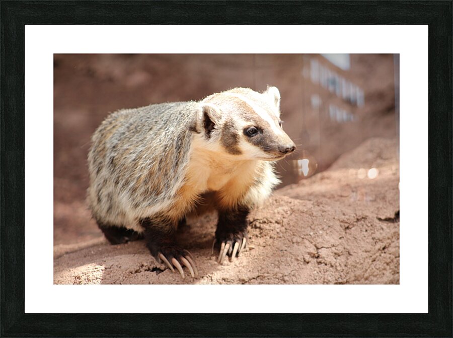 Badger -1 Picture Frame print