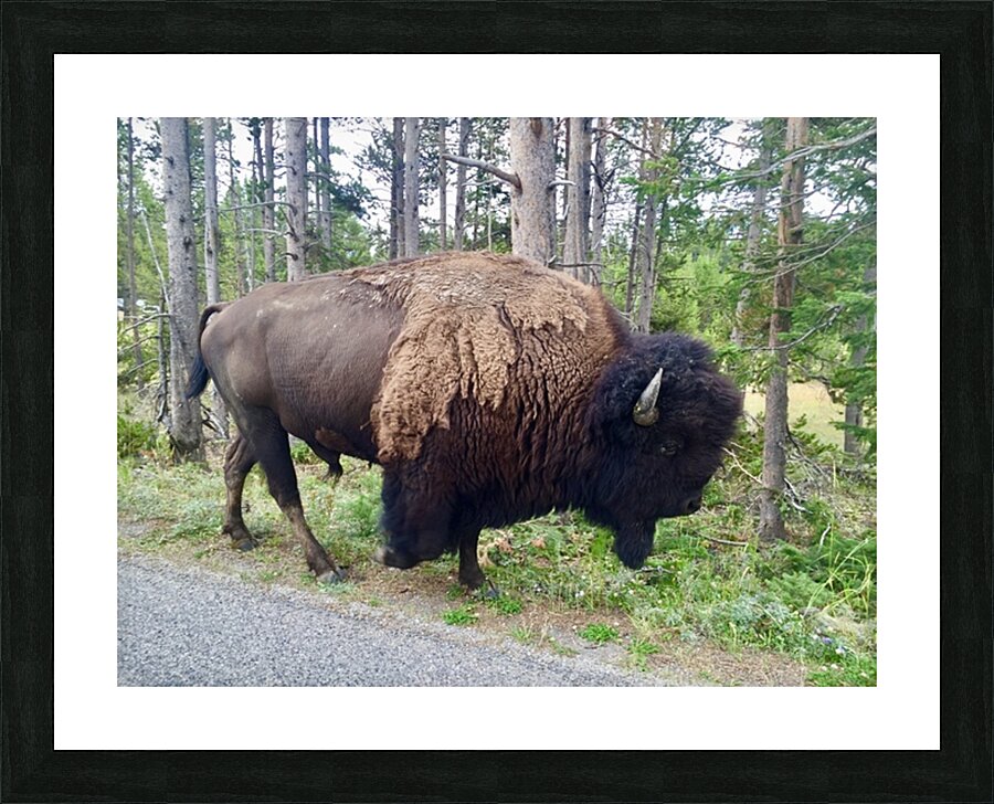 Yellowstone Bison Picture Frame print