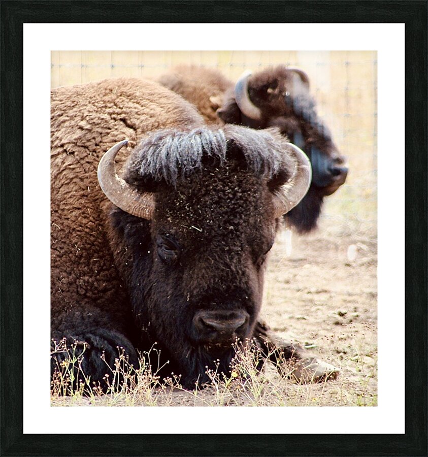 Bison in Arizona  Picture Frame print