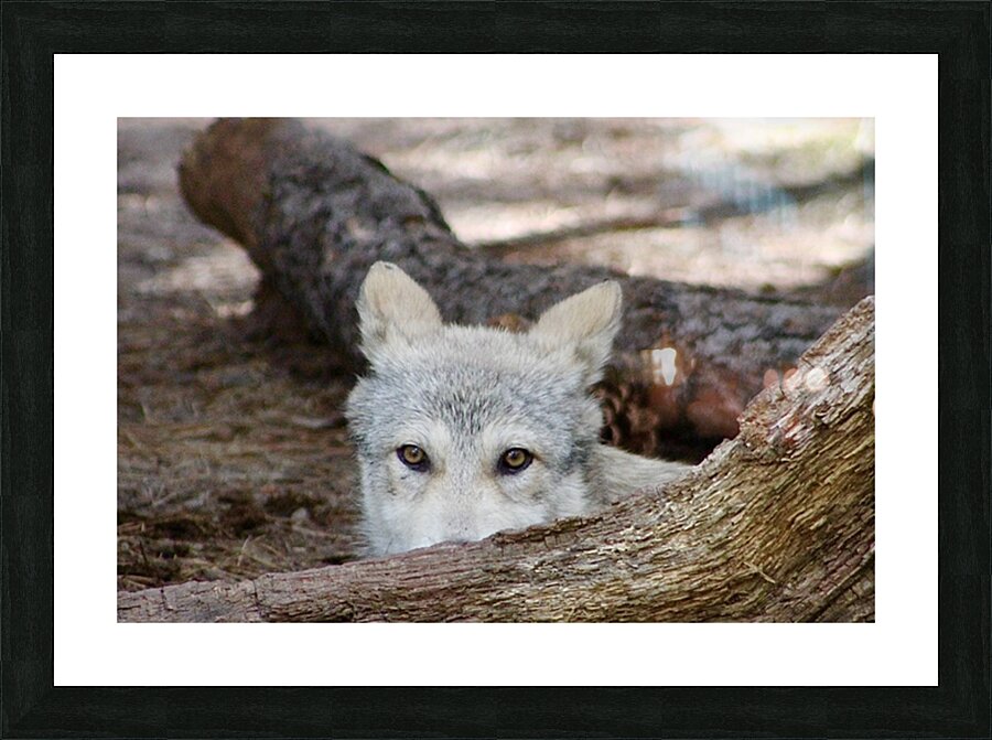 Wolf Hiding Picture Frame print