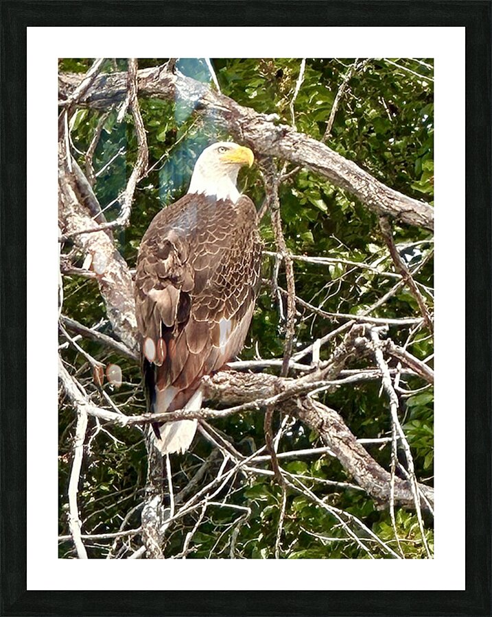 Bald Eagle in tree Picture Frame print