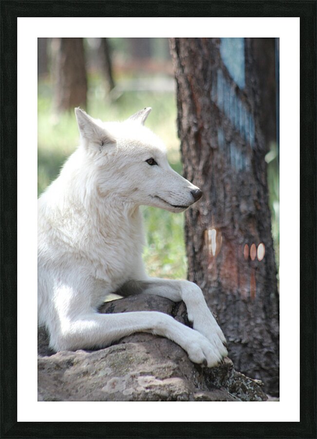 White Wolf Picture Frame print