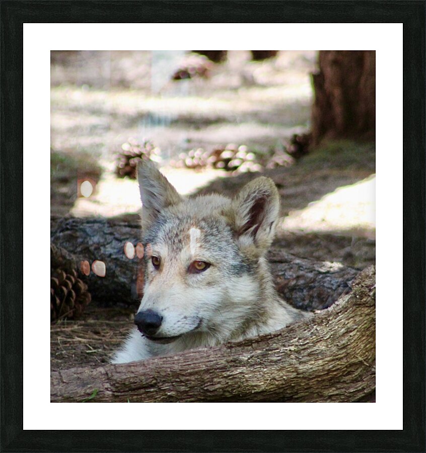 Young Wolf Picture Frame print
