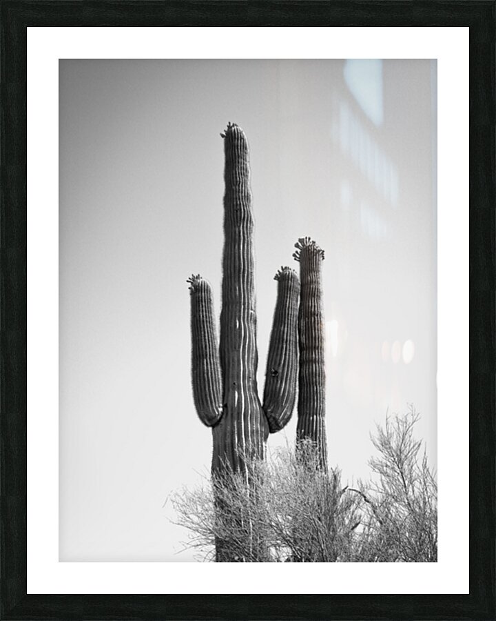 Saguaro Dream in black and white -1 Picture Frame print