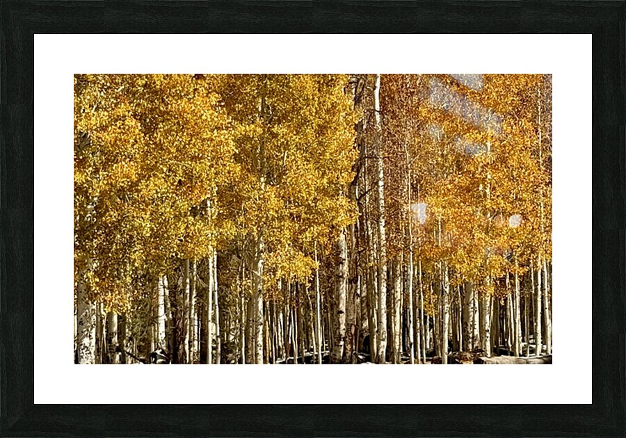 IMG 9899 Picture Frame print