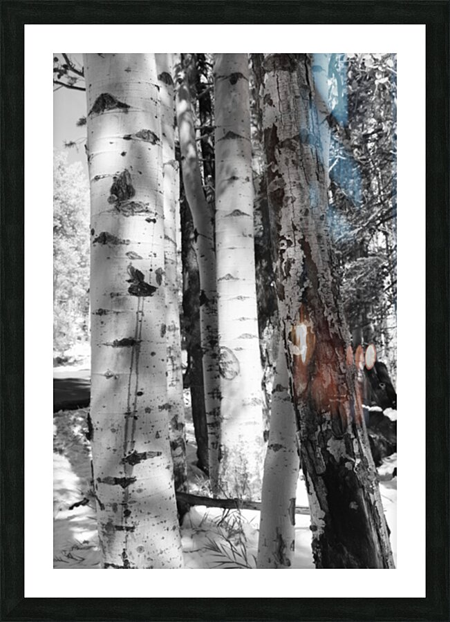 IMG 4696 Picture Frame print