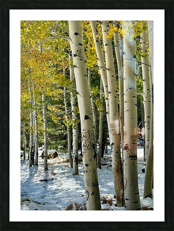 Aspens in Flagstaff -2 Picture Frame print