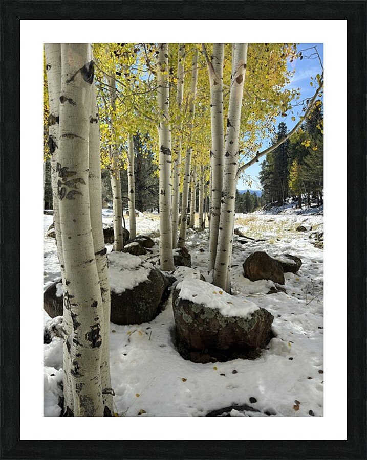 IMG 9854 Picture Frame print