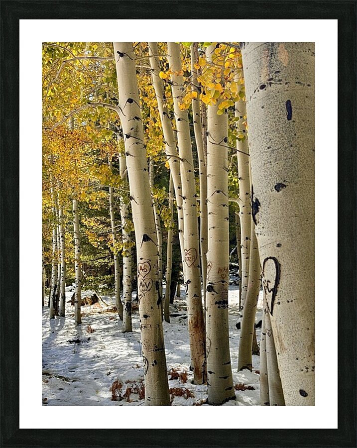 Aspens in Flagstaff -1 Picture Frame print