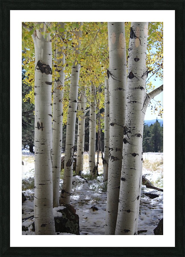 Aspens in Flagstaff Picture Frame print