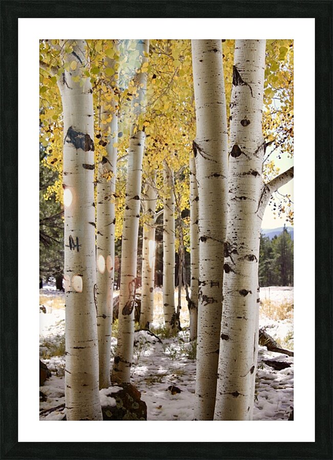 IMG 4712 Picture Frame print