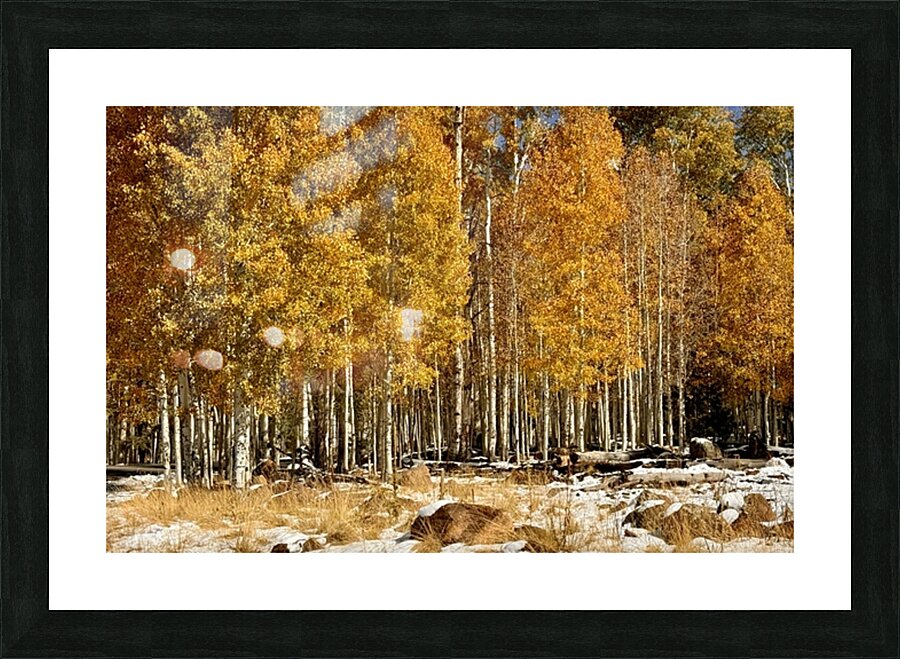 IMG 9899 Picture Frame print