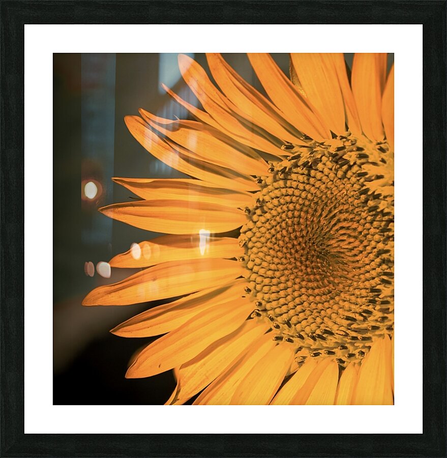 Close up Sunflower Picture Frame print