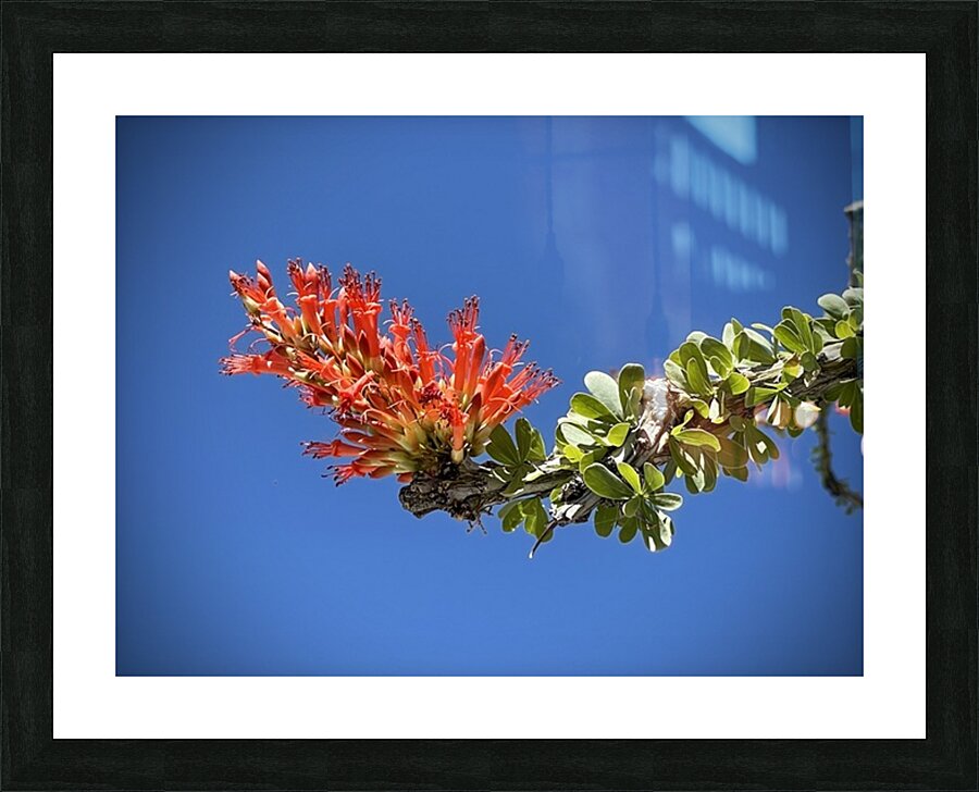 Ocotillo Bloom Picture Frame print