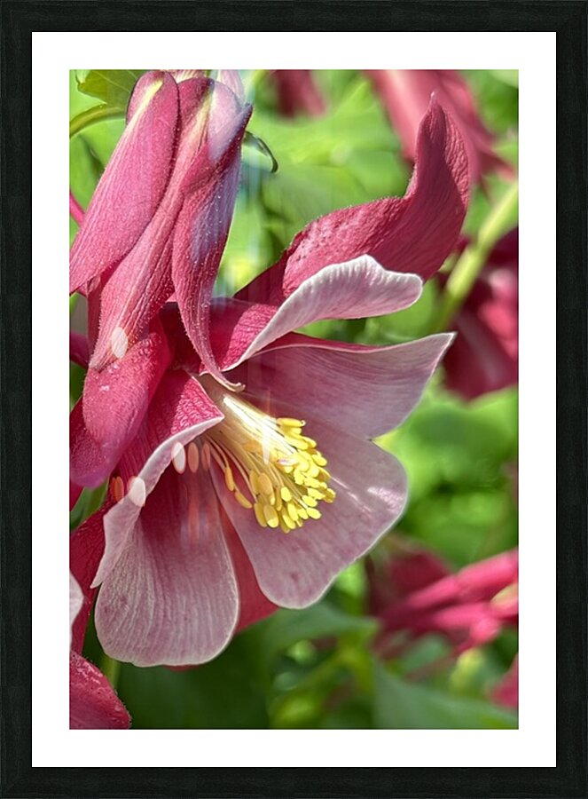 Columbine Bloom Picture Frame print