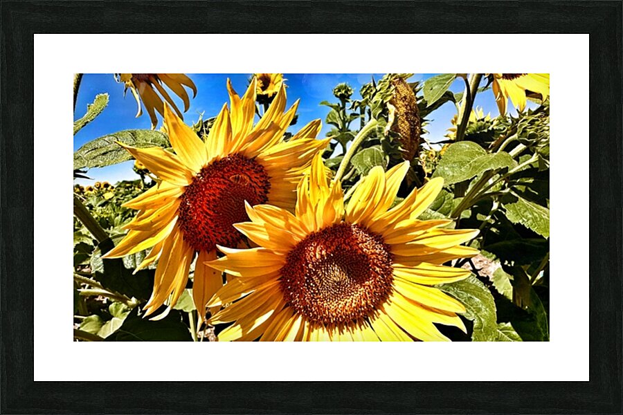 Sunflower Drama Picture Frame print