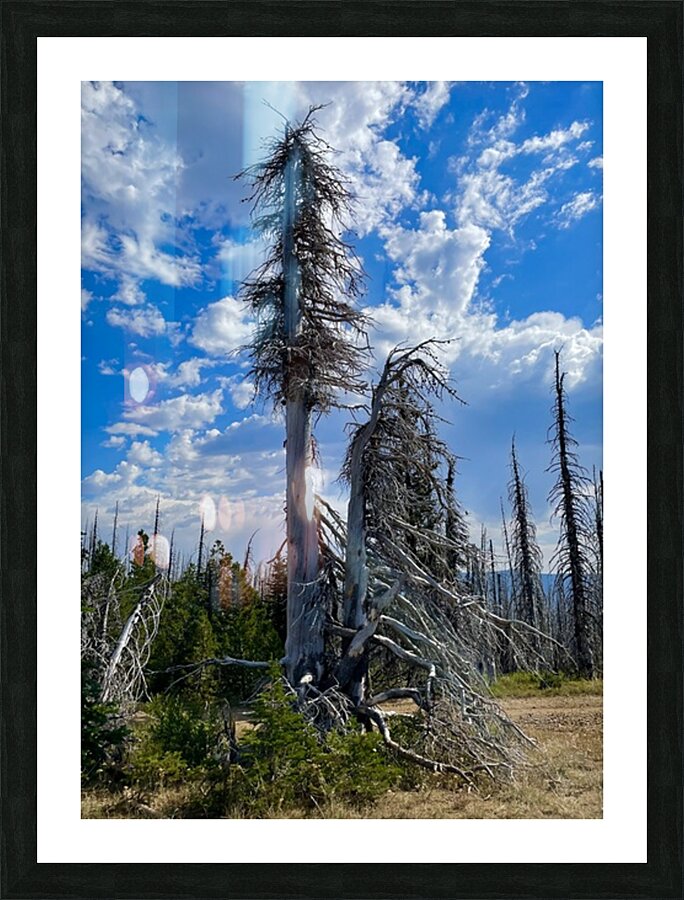 Forest of the dead Picture Frame print