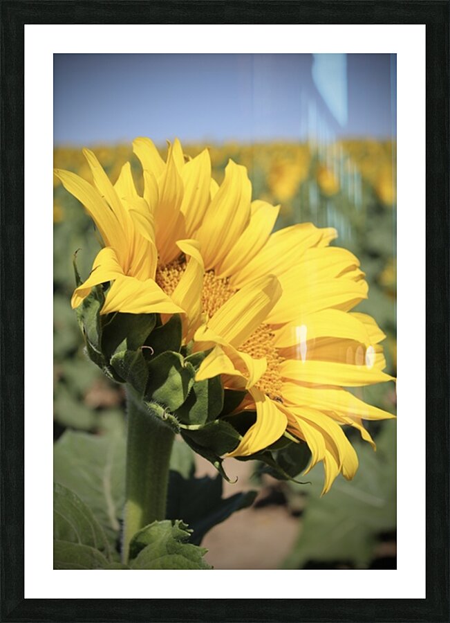 This is my best side Picture Frame print