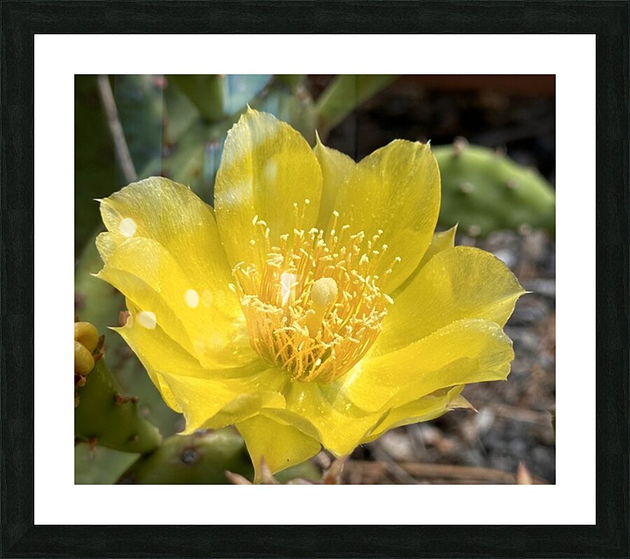Prickly Pear Bloom -2 Picture Frame print
