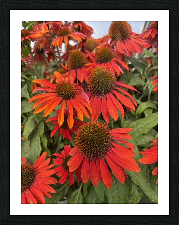 Coneflower Picture Frame print